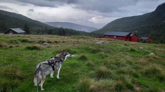 Hunden Zitah, Offerdalen, Indre Sogn, Årdal, vekas foto, porten.no