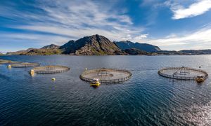 Slik bruker norske MOWI sensorer og maskinlæring i fiskeoppdrett