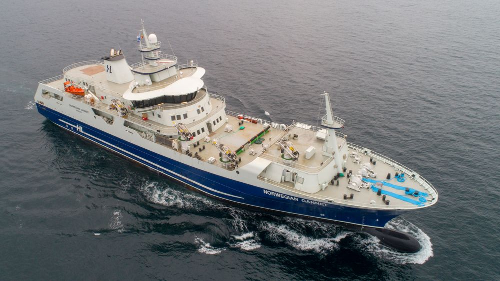Norwegian Gannet, Hav Line slakteskip for laks og ørret.