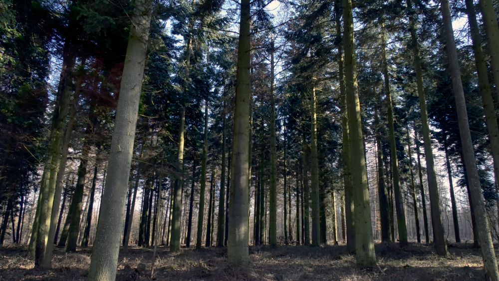 «Carbon-flux-målinger» som lar forskere måle CO2-innholdet i luften i og over en skog er sentrale i kontroversen mellom danske forskere. 