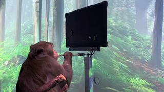 Elon Musk-selskap hevder denne videoen viser at en ape styrer dataspill med hjernen
