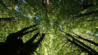Flere selskaper bruker planting av skog som kompensasjon for utslipp: Forsker-gruppe slår alarm