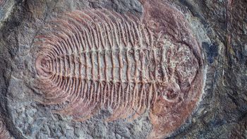 Et eksempel på sakte evolusjon er trilobittene. De endret seg lite gjennom millioner av år.