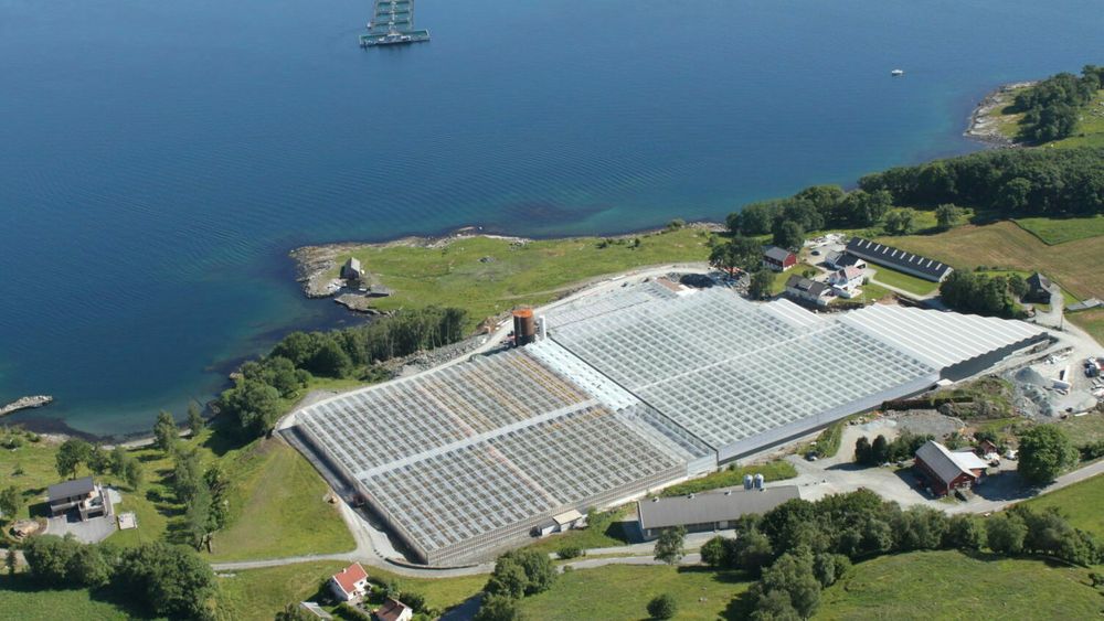 Lauvsnes Gartneri på Finnøy i Rogaland dyrker tomater. Mesteparten av strømmen de bruker går til tilleggslys, som også gir varme til tomatene.