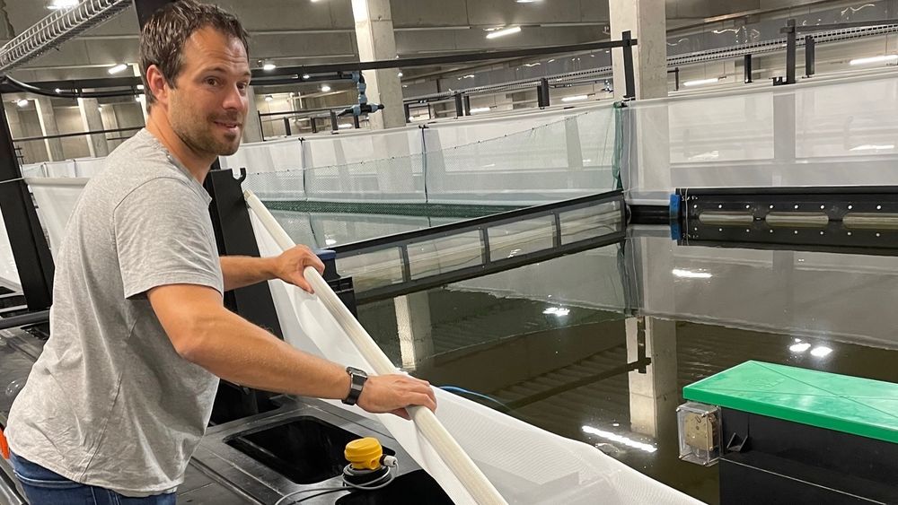 Rafael Waber viser fram en av tankene med tropiske reker.