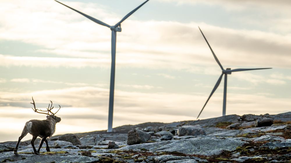 Reinsdyr vandrer rundt vindmøllene på Storheia vindpark, som er den største av vindparkene i porteføljen til Fosen Vind. I oktober konkluderte Høyesterett med at vindkraftverkene krenker reindriftssamenes rettigheter.