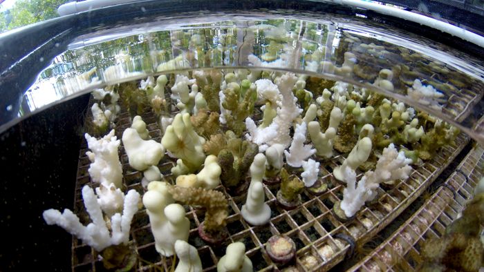 Koraller avles fram i store tanker rundt om i laboratoriet på instituttet for marinbiologi ved Universitetet i Hawaii.