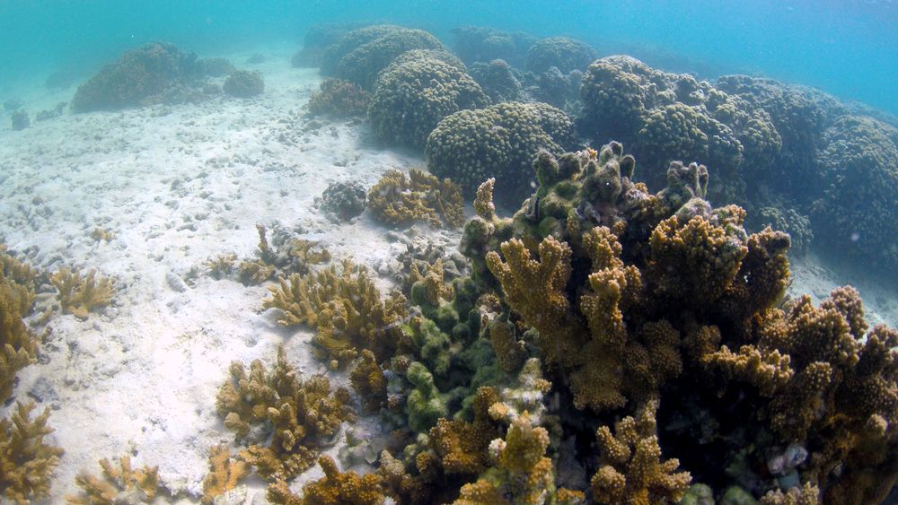 Et korallrev i Kanehoe, Hawaii, hvor forskerne forsøker å fremskynde korallenes evolusjon for å kunne avle fram koraller som tåler global oppvarming bedre.
