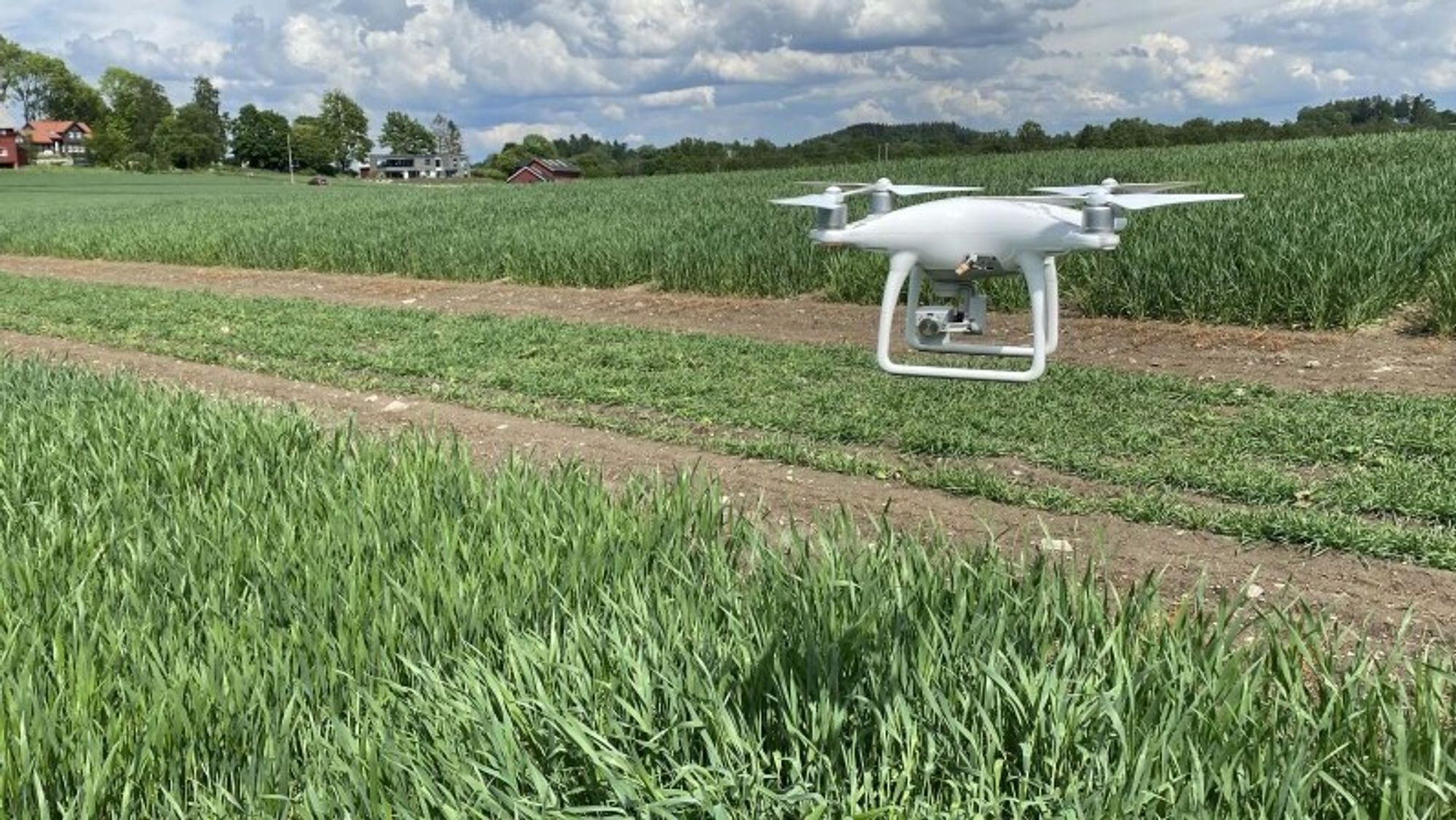 Flere droner svevde i sommer over forsøksfeltet ved Senter for klimaregulert planteforskning på NMBU for å samle informasjon om hveteplantens vekst og helse.