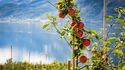 Ny AI-løsning for vingårder kan hjelpe norske fruktbønder med et økende problem
