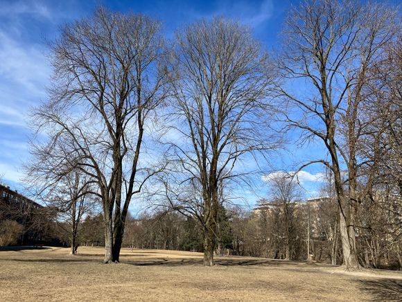Bilde av fire trær på brunt gress med blå himmel i bakgrunnen