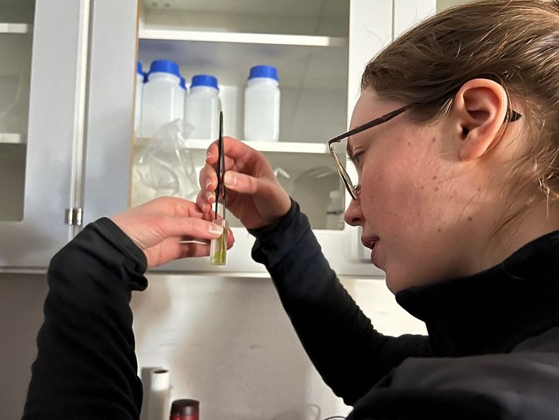 Marie Bøe Henriksen i laboatoriet, ser på noe i et reagensrør.