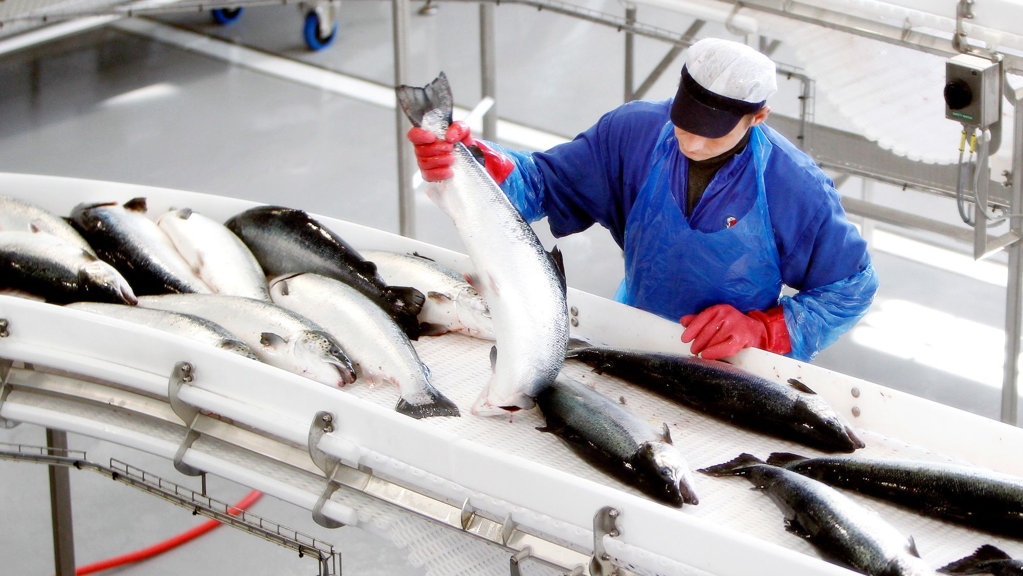 Склад рыбы. Экспорт рыбы. Рыбное производство. Производство продукции рыболовства.