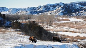 /2738/2738650/Bison-i-North-Dakota_w.300x169.jpg