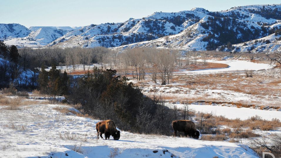 North Dakota i USA har mye fjell og store områder med spredt befolkning, der det er dyrt å bygge bredbånd. Her bilde av bisoner som gresser i Theodore Roosevelt National Park.