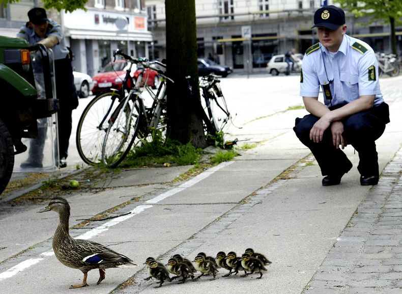 En andemor og masse unger krysser en gate i København mens politiet passer på.