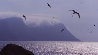 Fugleer flyr over havet ved Stadlandet.