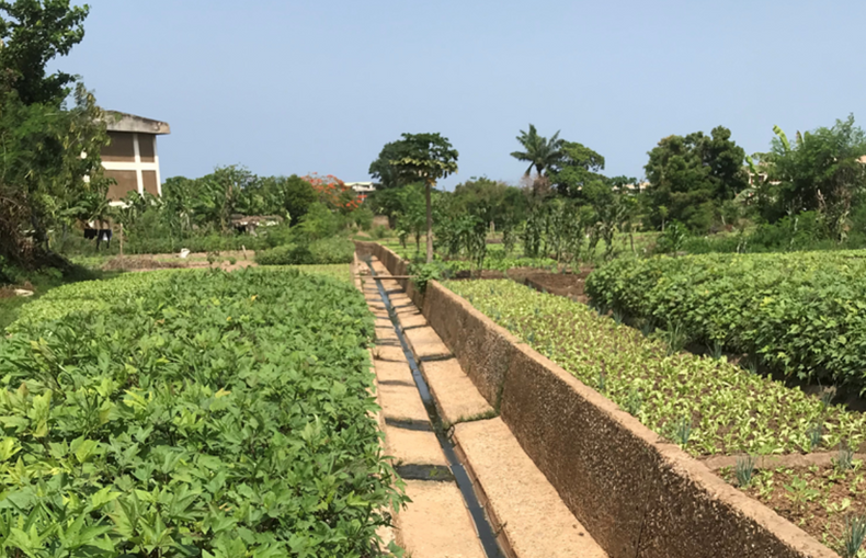 Urbane bønder i Ghana bruker avløpsvann til vanning av avlinger.