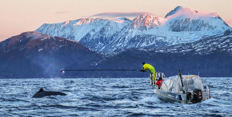 Forskerne monterer kameramerker på ryggen til en knølhval.