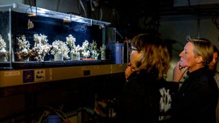 I et laboratorium utenfor Strömstad kikker Susanna Strömberg og Anita Tullrot på de norske øyekorallene som kan bidra til å redde de siste gjenværende revene i Sverige. 