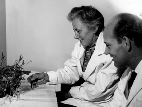 Etter andre verdenskrig jobbet Stene Sørensen sammen med ektemannen på NTH, der de forsket på naturlig forekommende acetylenforbindelser i kurvplanter.